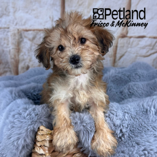 [#2525-03] Red Sable M Yorkshire Terrier/Poodle Mini Puppies for Sale