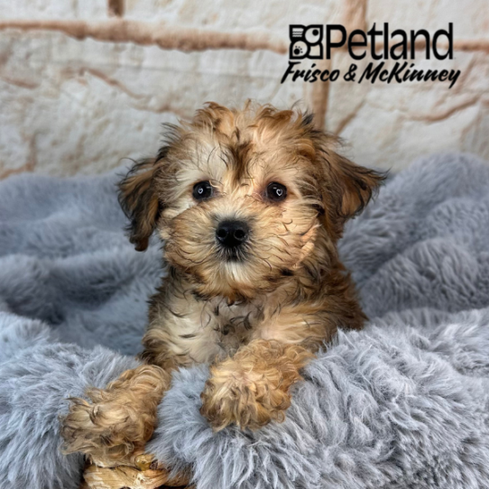 [#2525-05] Red Sable F Yorkshire Terrier/Poodle Mini Puppies for Sale