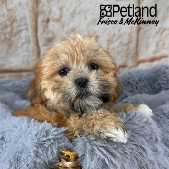 [#252508-07] Brindle F Lhasa Apso Puppies for Sale