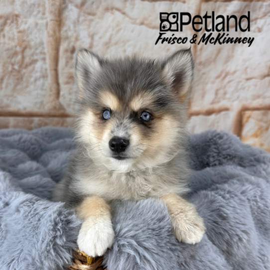[#252524-01] Blue Merle M Pomsky 2nd Gen Puppies for Sale