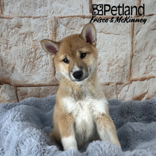[#252533-03] Red Sesame F Shiba Inu Puppies for Sale