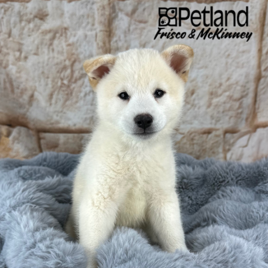 [#252537-02] Cream M Shiba Inu Puppies for Sale