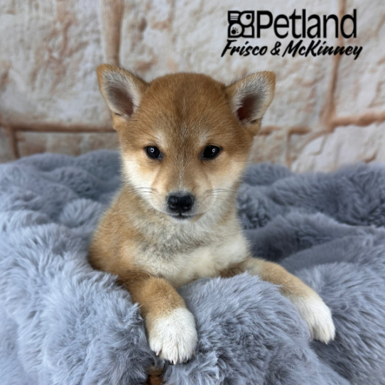 [#252537-06] Red F Shiba Inu Puppies for Sale