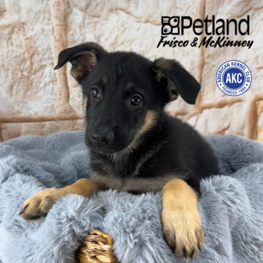 [#252555-09] Black / Tan F German Shepherd Dog Puppies for Sale