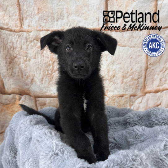 [#252555-02] Black / Tan M German Shepherd Dog Puppies for Sale