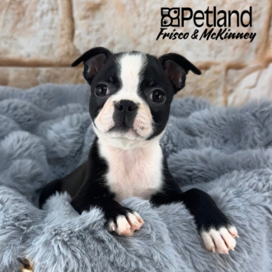 [#252750-07] Black / White F Boston Terrier Puppies for Sale
