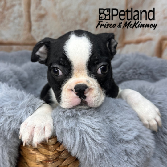 [#252751-02] Black / White M Boston Terrier Puppies for Sale