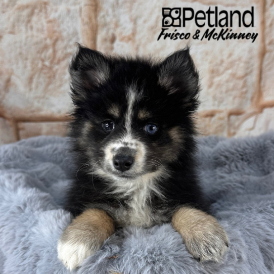 [#252835-04] Black / White F Pomsky 2nd Gen Puppies for Sale