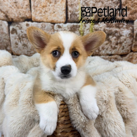 [#25447-03] Sable / White F Pembroke Welsh Corgi Puppies for Sale