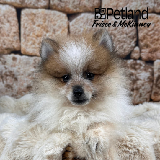 [#25449-01] Orange Sable M Pomeranian Puppies for Sale