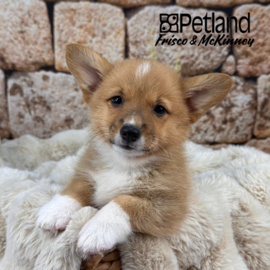 [#25457-03] Sable / White F Pembroke Welsh Corgi Puppies for Sale