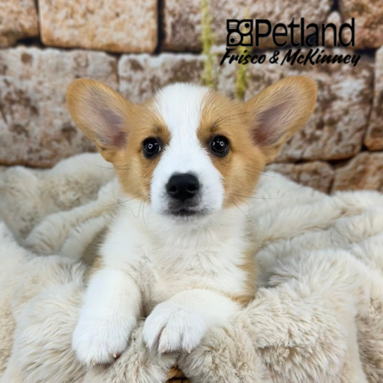 [#25458-01] Red / White M Pembroke Welsh Corgi Puppies for Sale