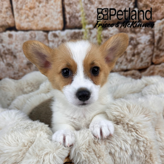 [#25458-02] Red / White M Pembroke Welsh Corgi Puppies for Sale