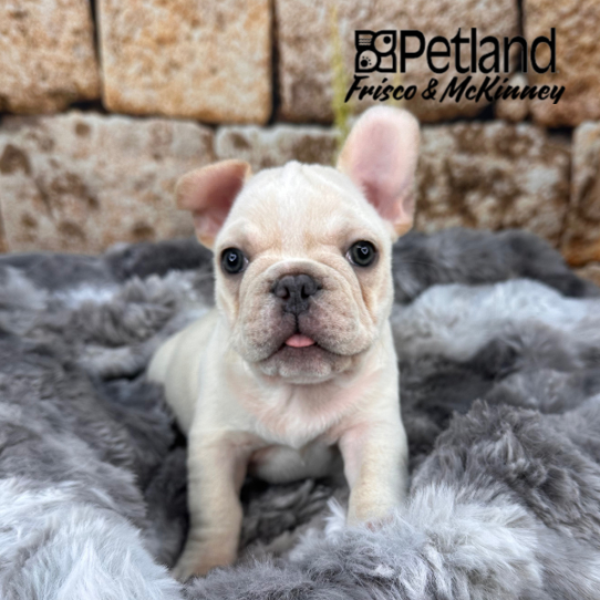 [#25468-03] Cream M French Bulldog Puppies for Sale