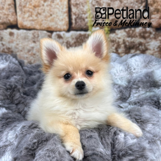 [#252537-03] Cream M Pomeranian Puppies for Sale