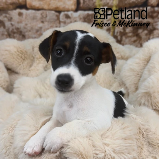 [#252591-05] White F Jack Russell Terrier Puppies for Sale