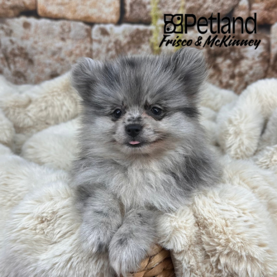 [#252605-02] Blue Merle M Pomeranian Puppies for Sale
