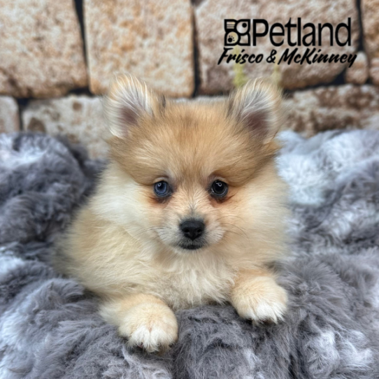 [#252605-03] Sable F Pomeranian Puppies for Sale