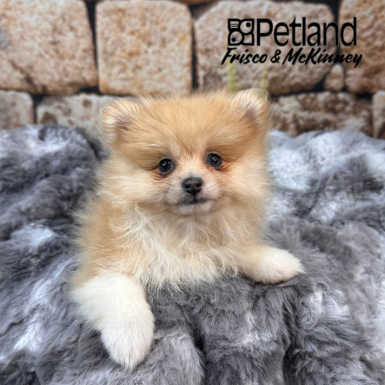 [#252605-04] Sable F Pomeranian Puppies for Sale