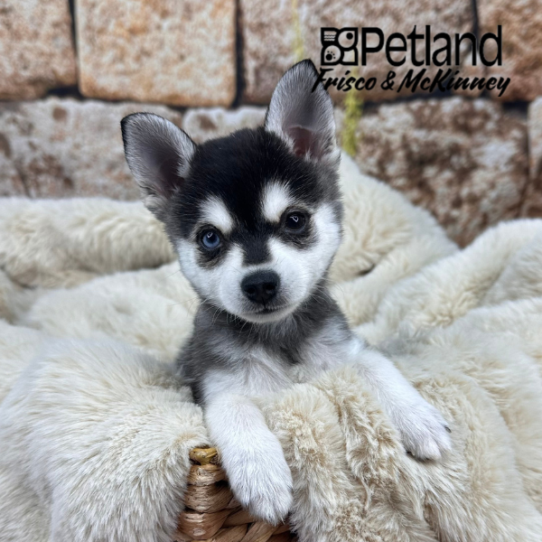 [#252614-02] Black / White M Alaskan Klee Kai Puppies for Sale
