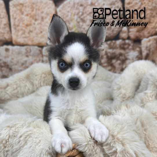 [#252614-03] Black / White F Alaskan Klee Kai Puppies for Sale