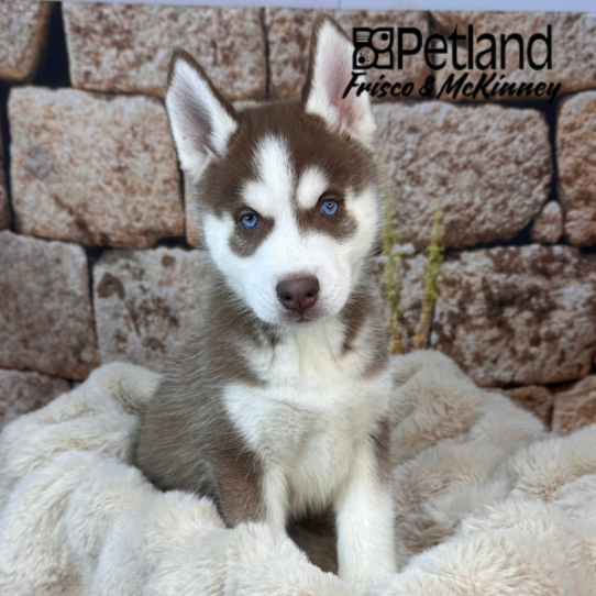[#252615-02] Red / White F Siberian Husky Puppies for Sale