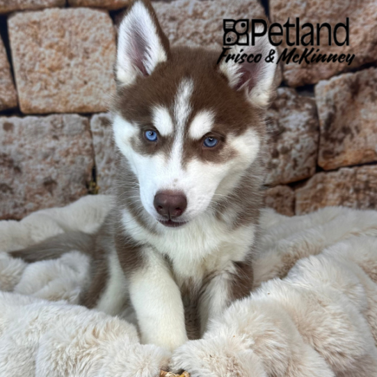 [#252615-04] Black / White F Siberian Husky Puppies for Sale