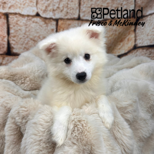 [#M11259] White F American Eskimo Puppies for Sale