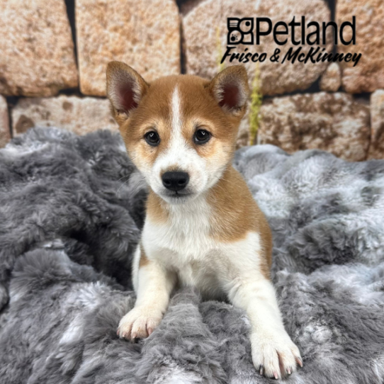 [#252621-02] Red Sesame M Shiba Inu Puppies for Sale