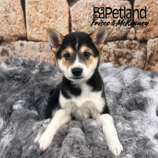 [#252621-04] Black White / Tan F Shiba Inu Puppies for Sale