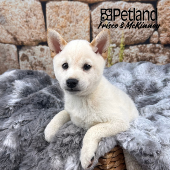 [#252622-03] Cream F Shiba Inu Puppies for Sale