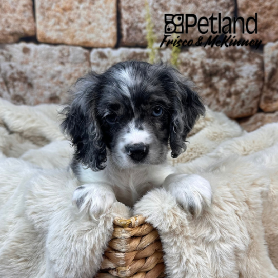 [#252645-03] Blue Roan F Cocker Spaniel Puppies for Sale