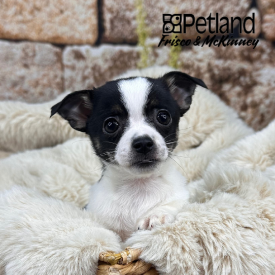 [#252648-01] Black / White M Chihuahua Puppies for Sale