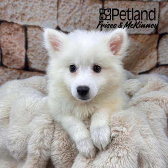 [#M11261] White M American Eskimo Puppies for Sale