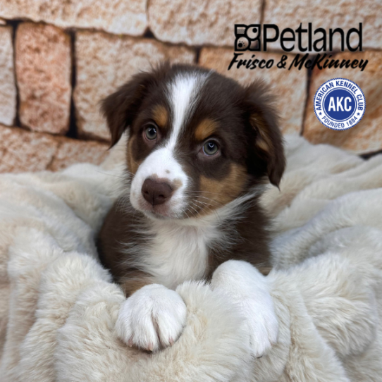 [#M11660] Red F Australian Shepherd Puppies for Sale