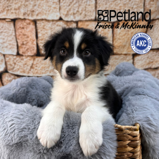 [#M11196] Black White and Tan M Australian Shepherd Puppies for Sale