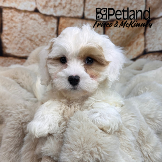 [#M11186] White and Apricot F Cavachon Puppies for Sale