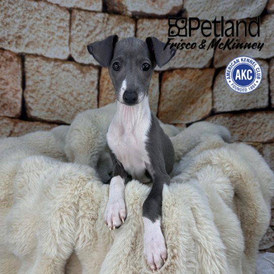 [#M12341] Blue M Italian Greyhound Puppies for Sale