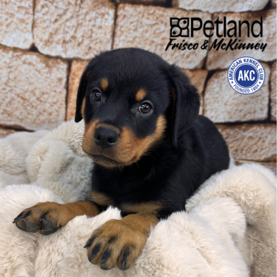 [#M11201] Black and Mahogany M Rottweiler Puppies for Sale