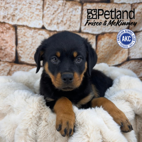 [#M11200] Black and Mahogany F Rottweiler Puppies for Sale