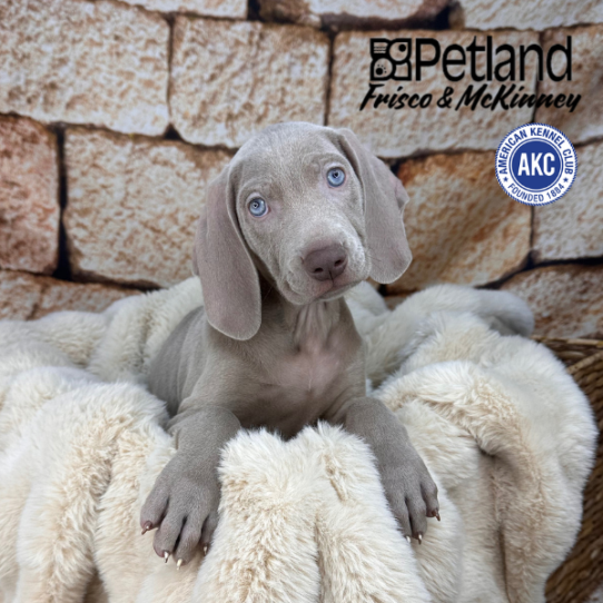 [#M11420] Silver Grey M Weimaraner Puppies for Sale
