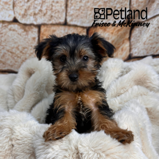 [#M11445] Black and Tan F Yorkshire Terrier Puppies for Sale