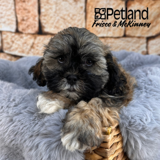 [#M11693] Gold M Teddy Bear Puppies for Sale