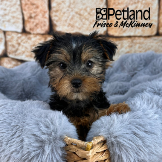 [#M11153] Black and Tan F Yorkshire Terrier Puppies for Sale