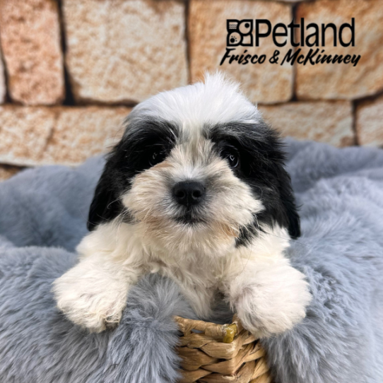 [#M11694] Brindle and White F Teddy Bear Puppies for Sale