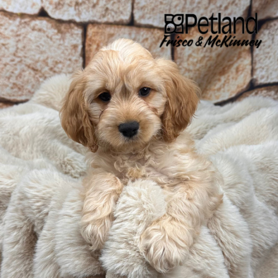 [#M11487] Buff F Cockapoo Puppies for Sale