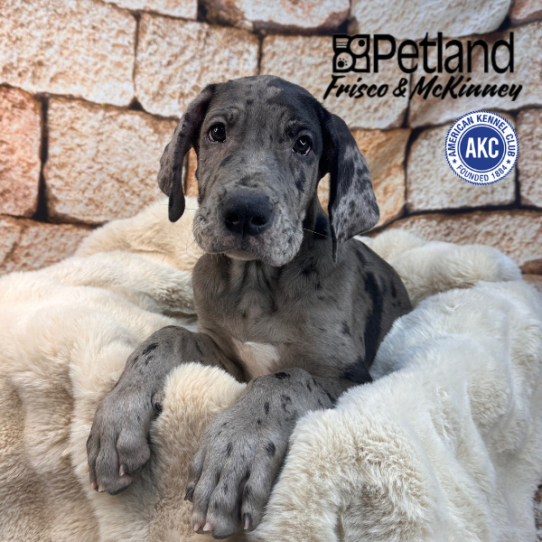 [#M11137] Merle M Great Dane Puppies for Sale