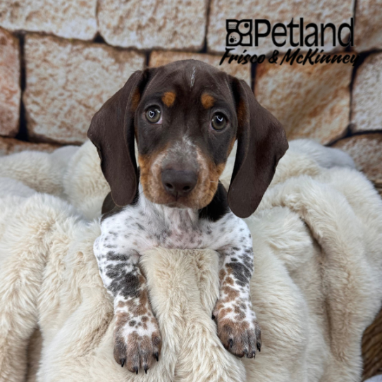 [#M11164] Chocolate and Tan M Dachshund Puppies for Sale