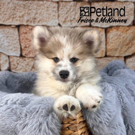 [#M11048] Grey M Pomski Puppies for Sale