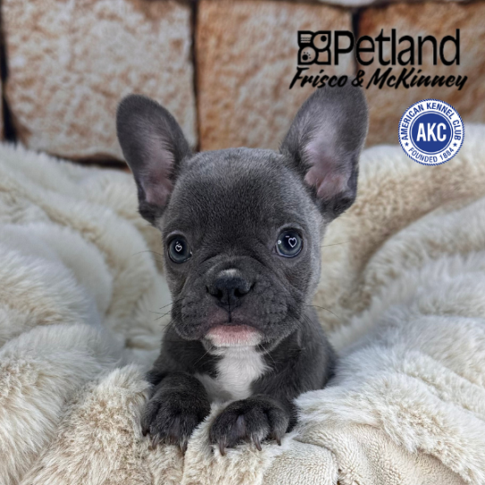 [#M11207] Blue F French Bulldog Puppies for Sale